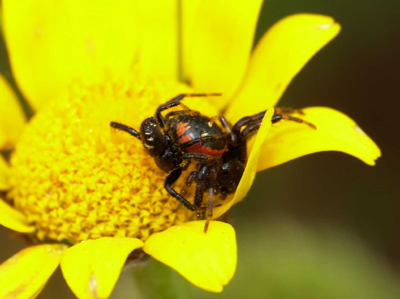 Coppie di Synema globosum - Ostia (RM)